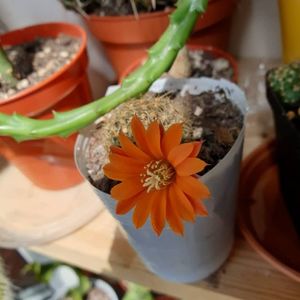 Rebutia