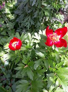 Bujor românesc de pădure-paeonia  peregrina