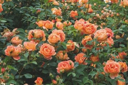 lady_of_shalott_rose_-_bush