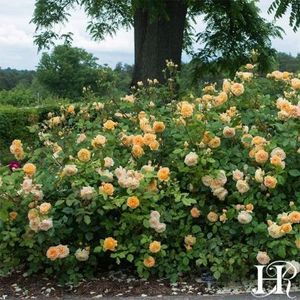 crown-princess-margareta-1