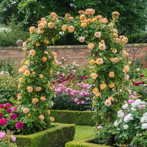 Crown_Princess_Margareta_Clg_1_2