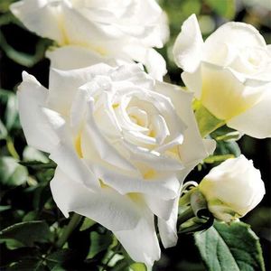 PopeJohnPaulIIHybridTeaRose