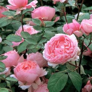 rose-brother-cadfael