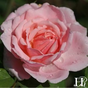 brother-cadfael-2