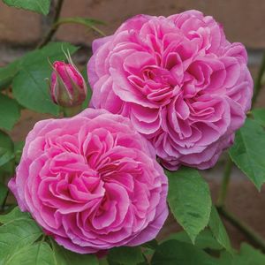 gertrude_jekyll_8_1_2