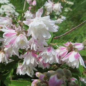 deutia-deutzia-scabra-codsal-pink (Deutzia strowberry)