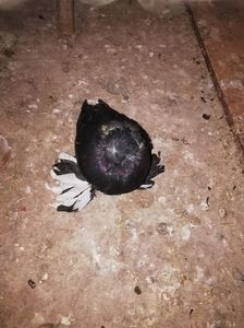 IMG-20190418-WA0001