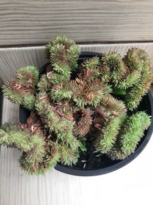 Sedum Rupestre “Wayne’s Brain”