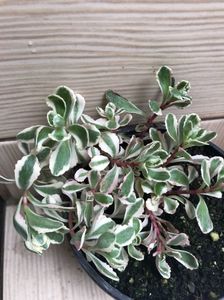 Sedum Spurium Tricolor