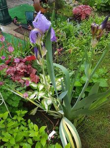 Iris bleu variegat