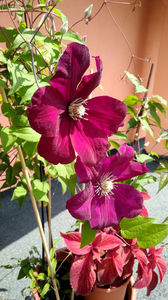 Clematis 'The President'