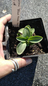 Hosta 'Blue Mouse Ears'