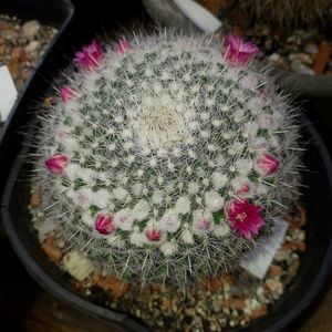 Mammillaria