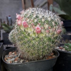 Mammillaria