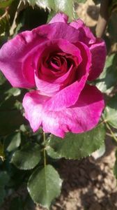 IMG-20190518-WA0011