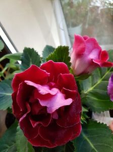 thumbnail (63)