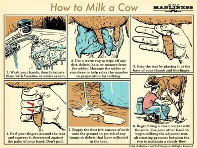 ; Farm Stay Brasov Romania milking cow lessons
