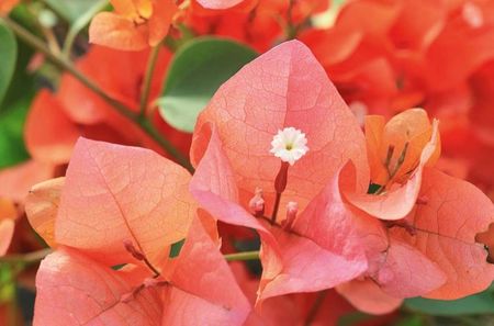 Bogainvillea corai - poza net