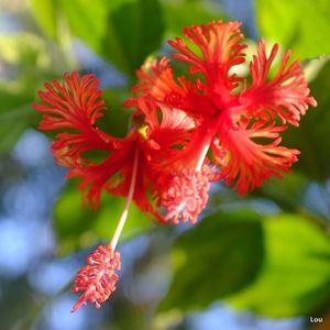 Schizopetalus- poza net