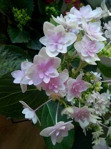 Hortensia You and Me Romance - poza personala