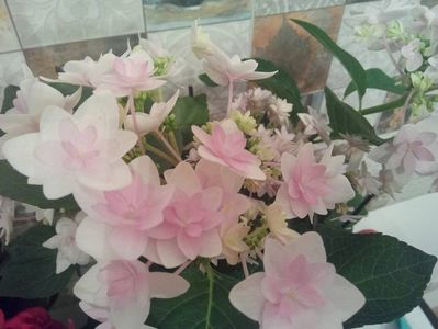 Hortensia You and Me Romance - poza personala