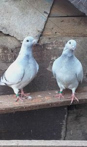 vinduti