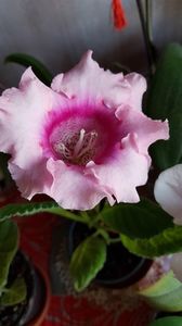 17.05.2019; Gloxinia
