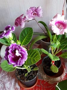 18.05.2019; Gloxinia
