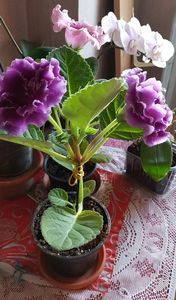 18.05.2019; Gloxinia 1
