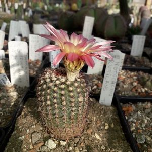 Notocactus rutilans