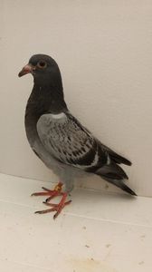 vandut