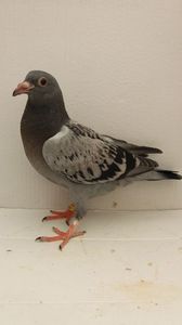 vandut
