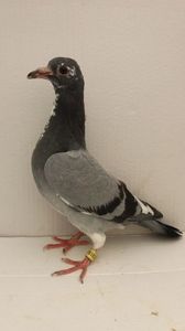 vandut