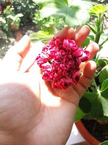 Muscata trandafir1