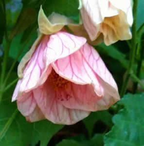 gofrat roz- floare