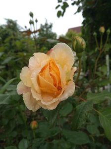 crown princess margareta