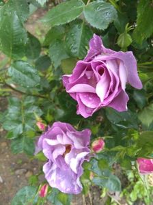 rhapsody in blue