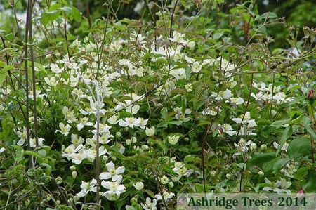 clematis-grandiflora_300_5