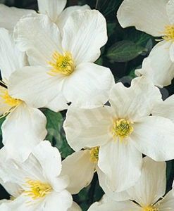 Clematis-montana-Grandiflora-pack-x-3-plug-plants-247x300