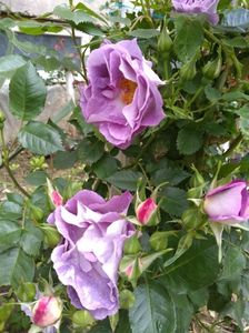 rhapsody in blue