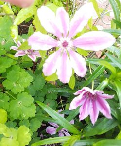 Nely Moser-ascunsa printre alte plante