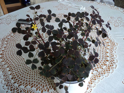 Oxalis spiralis vulcanicola Zinfandel