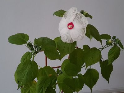 ; Problema e paianjenul rosu, cred. E sub tratament dar nu-mi fac mari sperante...
