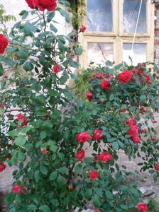 trandafir ornamental