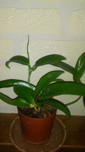 hoya mcgillivray sau archboldiana pink; Din comanda una a murit pe drum
