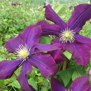 Clematis Warszawska Nike - 5