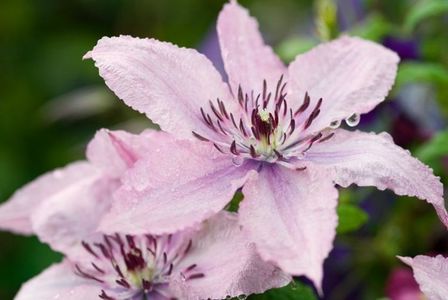 Clematis Hagley Hybrid - 1