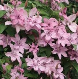 Clematis Hagley Hybrid - 2