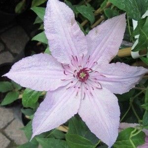 Clematis Hagley Hybrid - 3