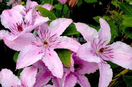 clematis-hagely-hybrid- 6